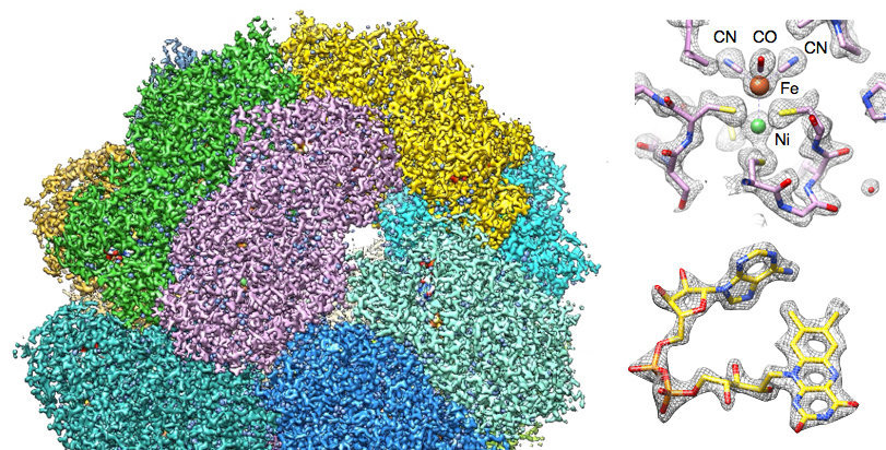 Hochauflösende KryoEM-löslicher Multiproteinkomplexe