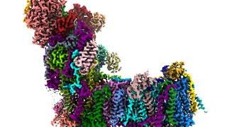 The Proton Pump Respiratory Complex I<br><br>