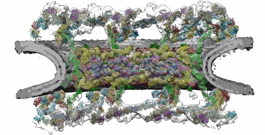 Nuclear Pore Complexes