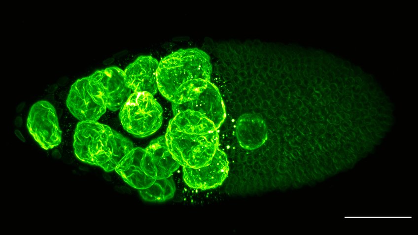 Drosophila Development