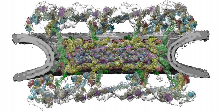 Integrative Structural Biology Integrative Structural Biology