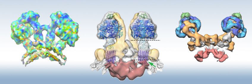 ATP synthases