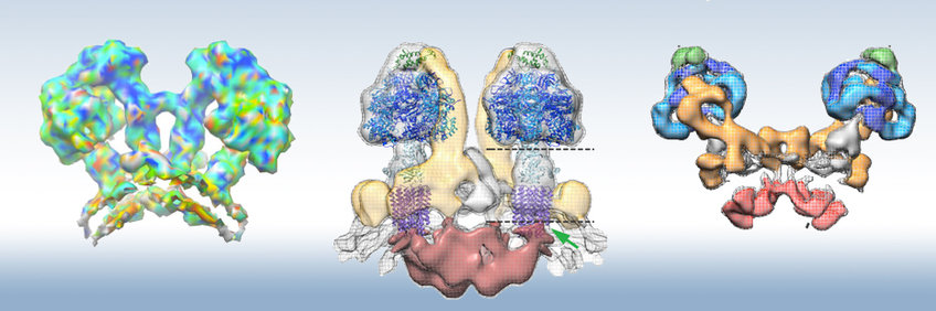 ATP synthases ATP synthases
