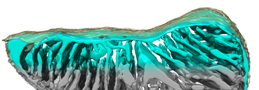 CryoET of mitochondria