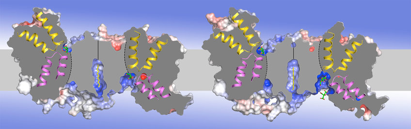 Membrane transporters, channels and enzymes