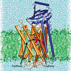 Structure of the catalytically active two-subunit cytochrome c oxidase from the soil bacterium Paracoccus denitrificans. Subunit I is shown in brown, Subunit II in blue. The lipid bilayer is depicted in green, the aqueous phase in light blue. The heme groups are visible in red between the helices, represented as columns. According to the current working hypothesis protons are taken up in order to compensate the negative charge of the reducing electron. They are stored above the heme groups. Protons to be consumed in water formation (between heme a3 and CuB) approach the catalytic site separately via the K-pathway or the D-pathway. They electrostatically repel and thus pump the charge compensating protons which were taken up first.