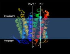 NhaA, a typical secondary active transporter. The Na+/H+ antiporter NhaA from E. coli is the best characterized Na+/H+ antiporter. The role of Na+/H+ antiporters is the extrusion of Na+ and Li+, homeostasis of the cytoplasmic pH, and in higher organisms to control the cell volume. We could determine the structure of a down-regulated form at pH 4 (Hunte et.al., (2005) Nature. 435, 1197-1202).