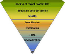 Schematic presentation of the steps on the way to 3D structure and accompanying attrition. The properties of the target proteins lead to a reduced number of targets in the next step.