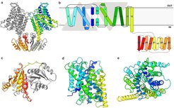 a) KimA dimer viewed from the membrane, with one monomer coloured in grey and the other in a rainbow, from blue (N terminus) to red (C terminus). b) Schematic representation of the topology of KimA. Each KimA monomer is composed of 12 TM helices, organized in a 5 + 5 inverted structural repeat and two additional, C-terminal TM helices located at the periphery of the dimer. The last TM helix extends into the cytoplasm and positions the soluble domain below the TM domain of the second monomer. c) The cytoplasmic domain of a KimA monomer is formed by a parallel, five-stranded β-sheet sandwiched by four α-helices, forming a continuous 10-stranded β-sheet in the dimer. d) Side view and e) top view of the membrane domain of a KimA monomer.