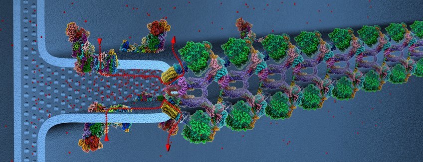 Respiratory Chain Complexes