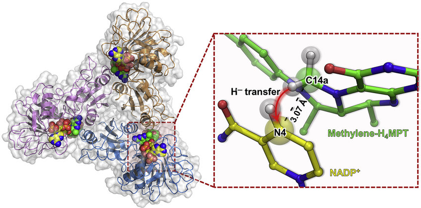 Ulrich Ermler – Enzyme Mechanism