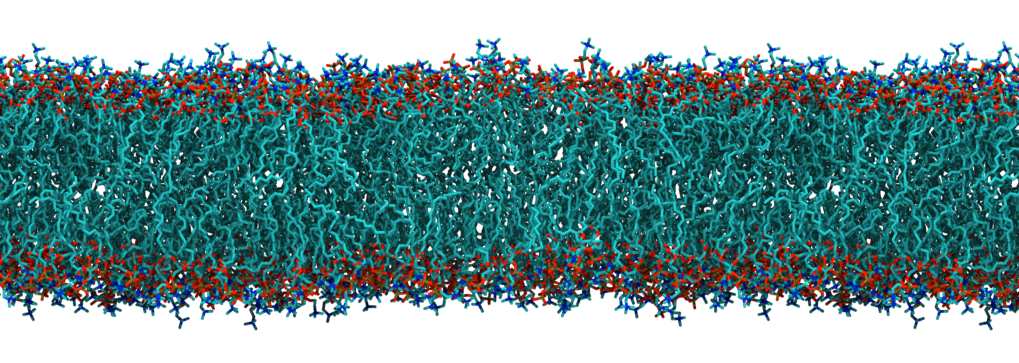 Membrane Transport Membrane Transport