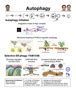 Autophagy initiation - Selective ER-phagy: FAM134B