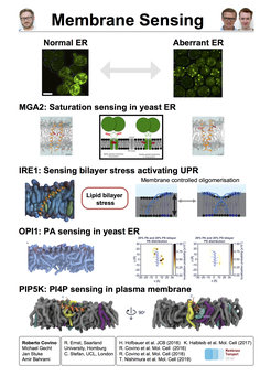 MGA2: Saturation sensing in yeast ER - IRE1: Sensing bilayer stress activating UPR - OPI1: PA sensing in yeast ER - PIP5K: PI4P sensing in plasma membrane
