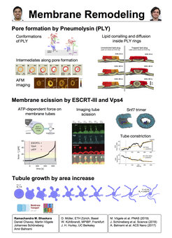 Pore formation by Pneumolysin (PLY) - Membrane scission by ESCRT-III and Vps4 - Tubule growth by area increase