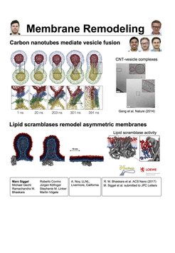 Carbon nanotubes mediate vesicle fusion - Lipid scramblases remodel asymmetric membranes