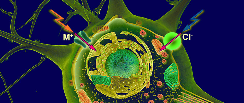Ernst Bamberg – Functional Analysis of Electrogenic Membrane Proteins Emeritus Group Prof. Ernst Bamberg