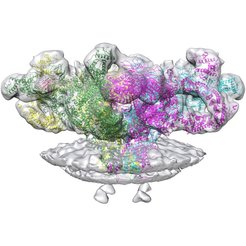 Structure of RyR1