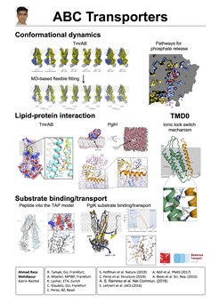 Conformational dynamics - Lipid-protein interaction - TMD0 - Substrate binding/transport