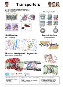 Conformational dynamics - Lipid binding - Dimer interface - ER-associated protein degradation