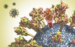 Oberfläche des CoV-2-Virus. Ein Molekül des spike-Proteins ist durchscheinend dargestellt, um seine komplexe räumliche Struktur hervorzuheben.