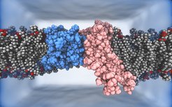 Momentaufnahme der molekularen Simulation der Membrankomponenten des Hrd1-Ubiquitin-Ligase-Komplexes Hrd1 (pink) und Der1 (blau) in einer Lipiddoppelschicht.