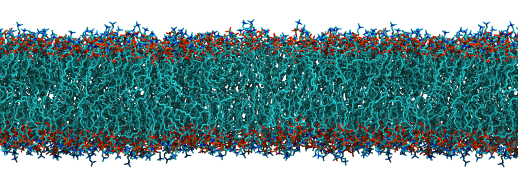 Membrantransport