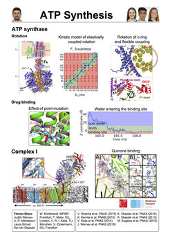 ATP Synthase- Komplex I