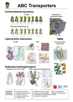 Konformationsdynamik - Lipid-Protein-Wechselwirkung - TMD0 - Substratbindung / -transport