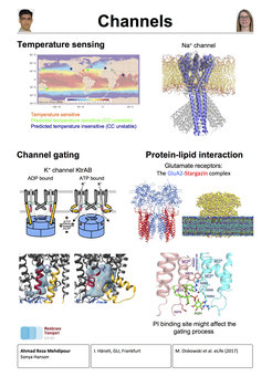 Temperature Sensing - Channel Gating - Protein-Lipid-Wechselwirkung