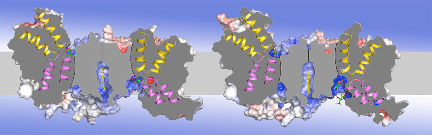 Membrantransporter, -kanäle, und -enzyme