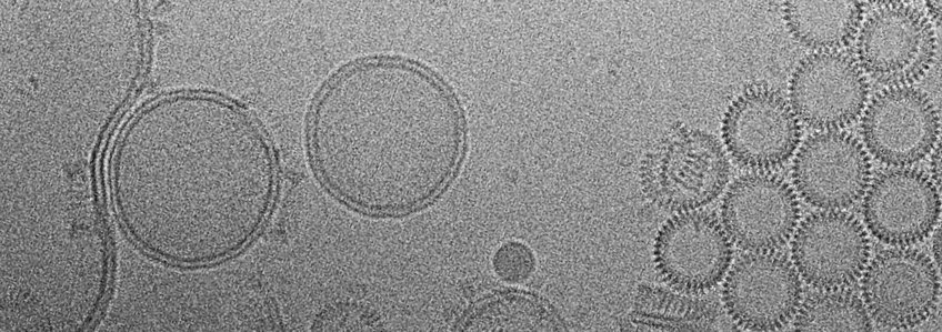 Bakterielle porenbildende Toxine