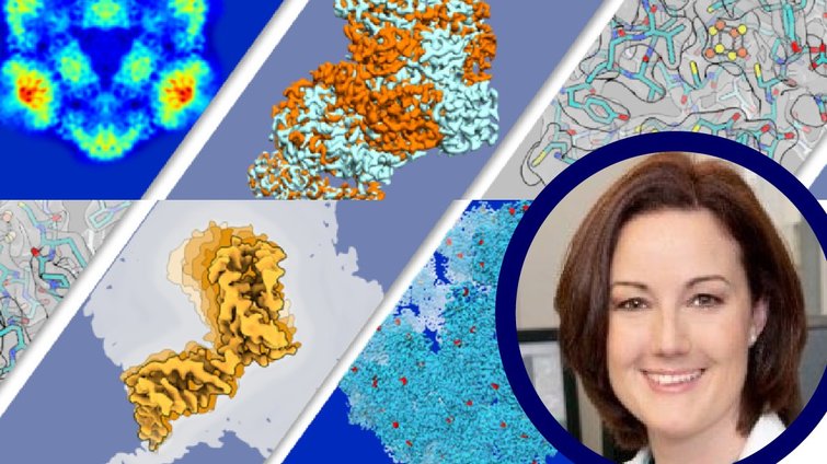 Bonnie Murphy: Redox- und Metalloproteine