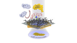 The new nanosheet process: The protein complex to be examined (yellow) is attached to the smart nanosheet via a nickel complex with the aid of a marker (red chain with pentagons). Undesired proteins (grey) are rejected by the hydrogel (black grid). After freezing the entire structure, including a thin film of water, this can be irradiated with electrons to obtain images of the bound proteins. From these images, a computer can calculate the 3D structure of the protein.