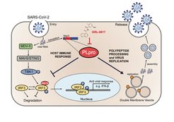 The protease PLpro of SARS-CoV-2 plays a central role in the viral life cycle. By cleaving also proteins of infected cells, PLpro interferes with the innate immune response of the host. Inhibition of PLpro fosters the anti-viral interferon response and reduces viral replication in infected cells.