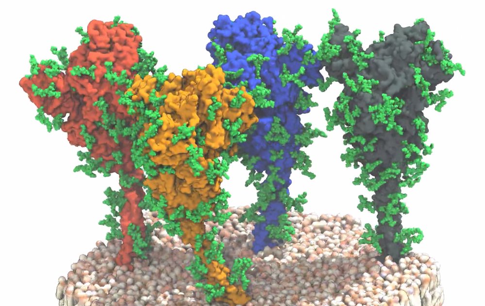 shedding protein spikes shedding protein spikes