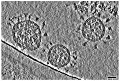 Slice through cryo-electron tomogram of SARS-CoV-2 particles. Adapted from Turoňová et al. Scale bar 30 nm.