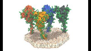 <em>Atomistic molecular dynamics simulation trajectory of four spike proteins embedded in a membrane. The proteins and lipids are shown in surface representation. Glycans are represented by green van der Waals beads. Water and ions are omitted for clarity. 600ns simulation time shown. </em><em>Sören von Bülow, Mateusz Sikora, Gerhard Hummer, MPI of Biophysics.</em>