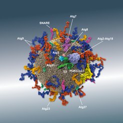 Modell eines Atg9-Vesikels aus experimentellen Daten und bioinformatischen Voraussagen. Das Zusammenspiel verschiedener Atg-Proteine und ihrer Partner ermöglicht die Verankerung von Atg8 in der Membran - ein essentieller Schritt für die Entwicklung des Phagophors.