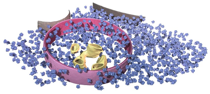 Florian Wilfling – Mechanisms of Cellular Quality Control