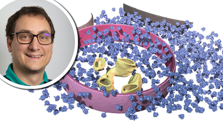 Florian Wilfling:Mechanismen der zellulären Qualitätskontrolle