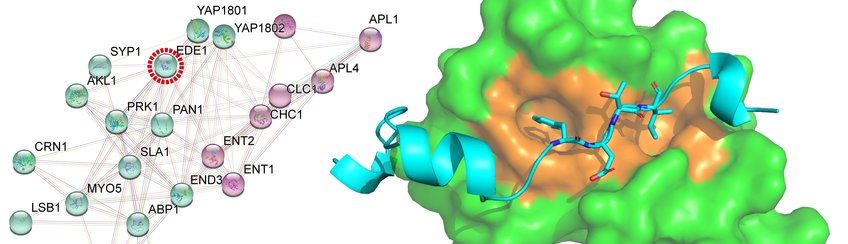 Physiologische Rolle der Autophagie bei der Proteinhomöostase