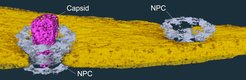And it does fit: The protein capsule of the HI virus (pink) passes as a whole through a pore (grey) into the cell nucleus (yellow), where it disintegrates and releases the viral genetic material. (NPC = nuclear pore complex)