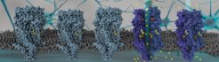 Strukturen des Serotoninrezeptors 5-HT3AR in verschiedenen Funktionszuständen in Gegenwart von Lipiden. Die hellblauen Rezeptoren von links sind im Serotonin-ungebundenen Zustand mit der geschlossenen Transmembranpore, die dunkelblauen rechts - mit gebundenem Serotonin (in rot) - mit der offenen Pore für den Ionendurchgang.