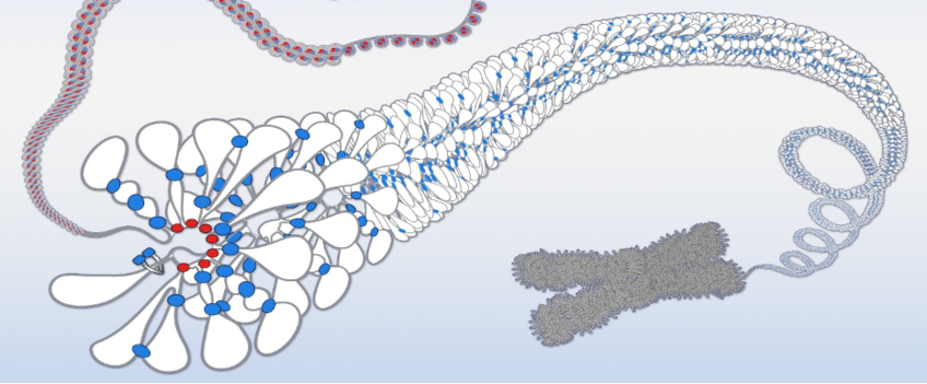 Eugene Kim: Structure and dynamics of chromosomes