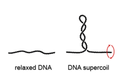 Figure 1. DNA supercoil generated by DNA twisting