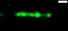 Figure 2. Movie showing proteins (red) binding on supercoiled DNA (green). Scale bar = 1µm