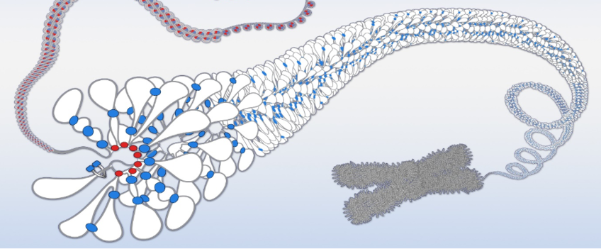 DNA supercoiling