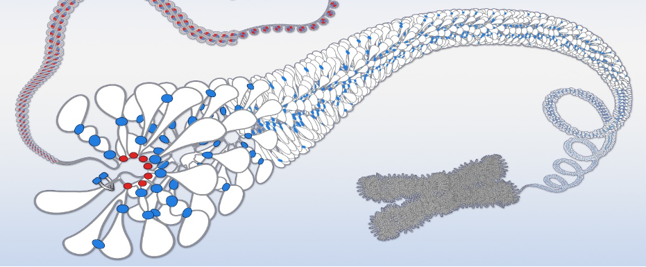 DNA supercoiling DNA supercoiling
