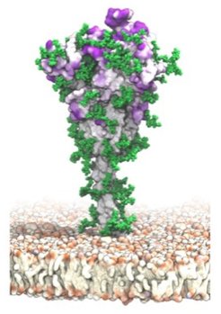 In this visualization of antibody target sites, the SARS-CoV-2 spike protein is tethered to the viral membrane with a slender stalk. Patches of intense purple color at the surface of spike indicate potential target sites for antibodies that are not protected by the glycans chains of sugar molecules shown in green. These binding sites and their accessibility were identified with molecular dynamics simulations (MD) that capture the complete structure of the spike protein and its motions in a realistic environment.